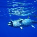 Ця риба коштує понад 3 млн доларів: чому вона така дорога ➤ Infotime.co
