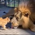 Un pequeño gato caminó hasta un león; lo que sucedió después sorprendió a todos los que lo miraban ➤ Infotime.co