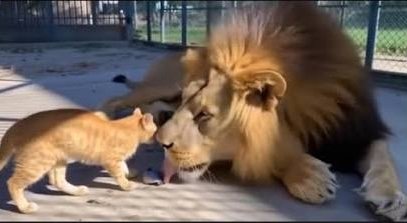 Un pequeño gato caminó hasta un león; lo que sucedió después sorprendió a todos los que lo miraban ➤ Главное.net