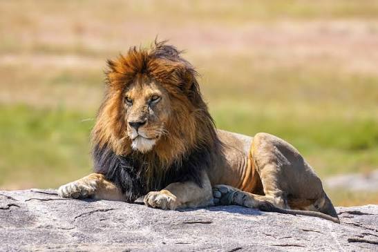 Un pequeño gato caminó hasta un león; lo que sucedió después sorprendió a todos los que lo miraban