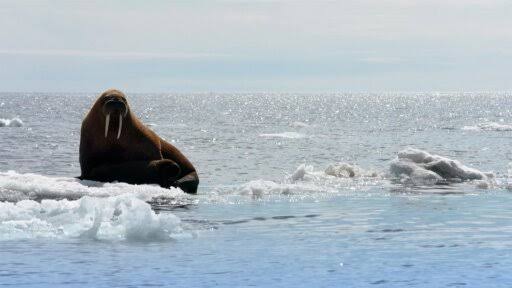 Dia menyangka dia keseorangan di atas ais sehingga seekor walrus gergasi muncul