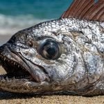 «Рыба судного дня»: в Индонезии на берег выбросилось редкое морское создание ➤ Infotime.co