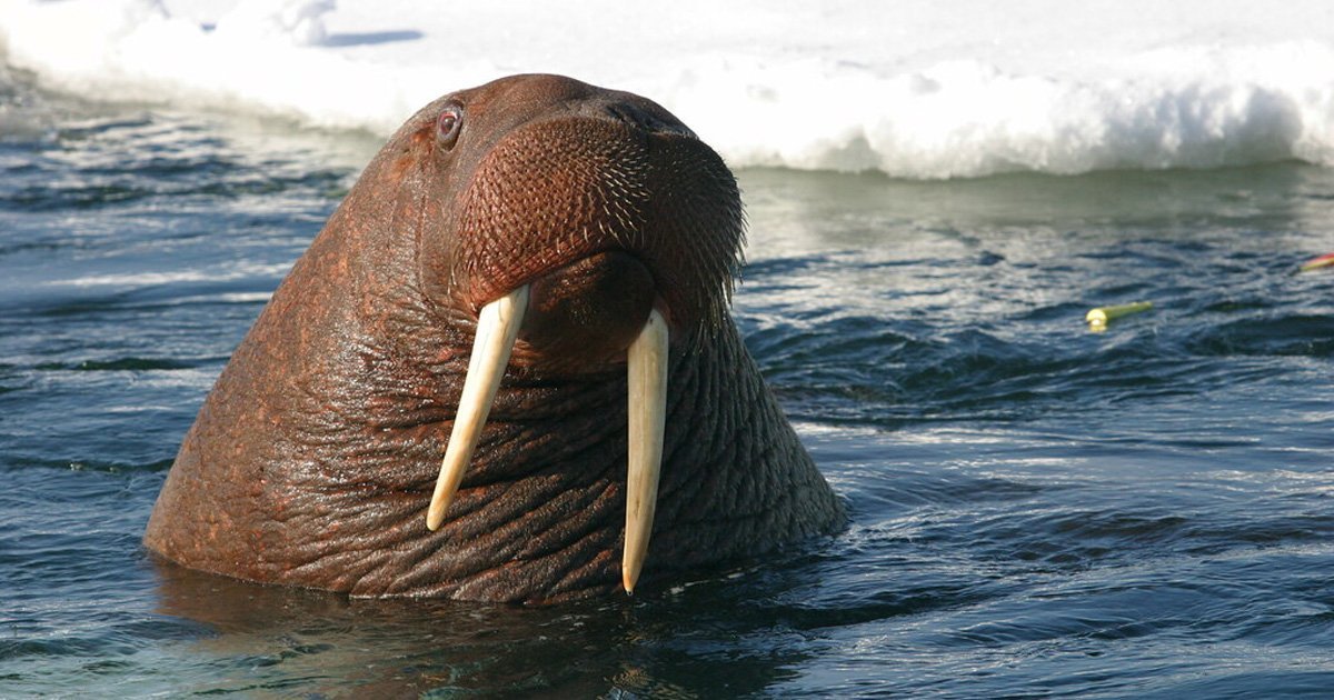 Dia menyangka dia keseorangan di atas ais sehingga seekor walrus gergasi muncul