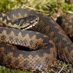 Куди зникають змії з настанням холодів і як працює стан брумації ➤ Infotime.co