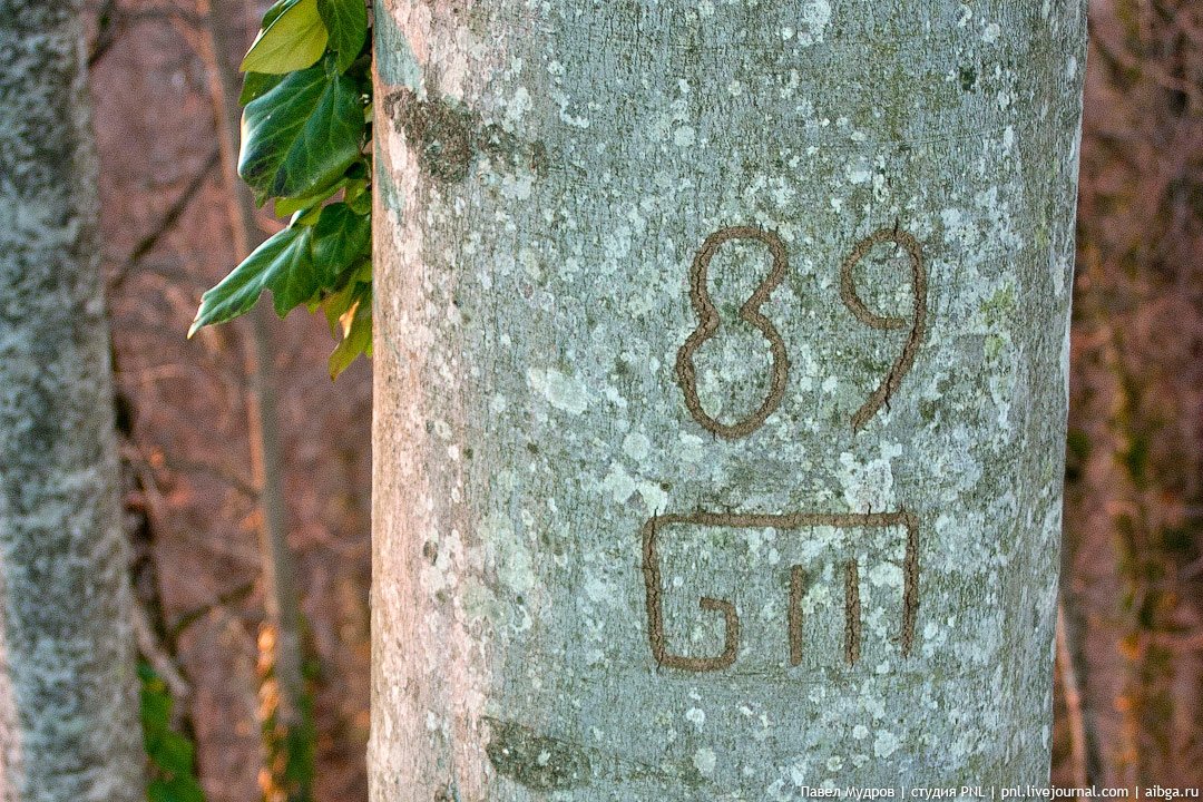 Цифри, хрести та стрічки на деревах в лісі: якщо побачили, відходьте якнайдалі