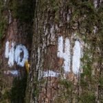 Цифри, хрести та стрічки на деревах в лісі: якщо побачили, відходьте якнайдалі ➤ Infotime.co