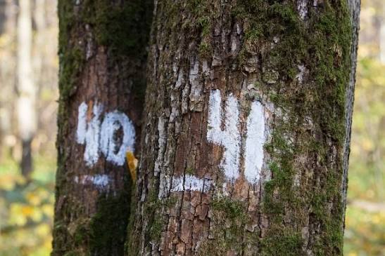Цифри, хрести та стрічки на деревах в лісі: якщо побачили, відходьте якнайдалі ➤ Infotime.co