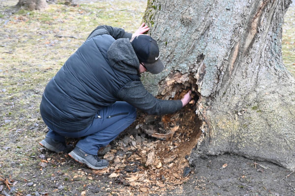 Opa ließ niemanden an den Baum heran … Nach seinem Tod erfuhren sie endlich den Grund dafür