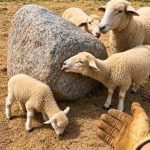 Die Schafe eines Farmers leckten ständig an einem Felsbrocken … Sie werden nicht glauben, was sich darunter befand … ➤ Infotime.co