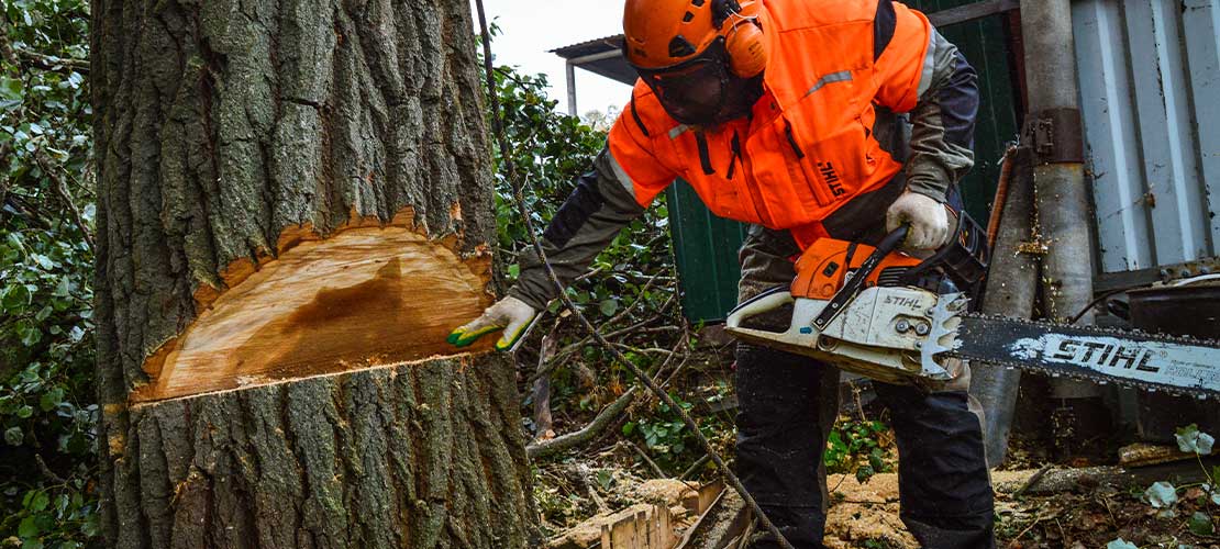 Opa ließ niemanden an den Baum heran … Nach seinem Tod erfuhren sie endlich den Grund dafür