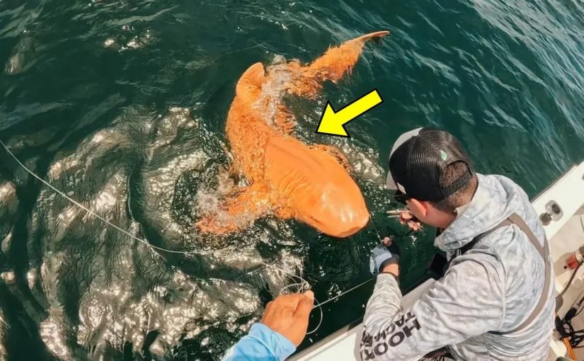 Ein Fischer glaubte, einen orangefarbenen Hai gefangen zu haben – doch ein Wissenschaftler entdeckte auf dem Video etwas Erschreckendes ➤ Infotime.co
