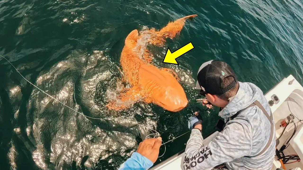 Ein Fischer glaubte, einen orangefarbenen Hai gefangen zu haben – doch ein Wissenschaftler entdeckte auf dem Video etwas Erschreckendes ➤ Infotime.co