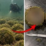 Ein Taucher entdeckte Hunderte seltsamer, mit Moos bedeckter Kugeln auf dem Grund eines Flusses. Als er eine davon aufschnitt, verständigte er umgehend das FBI! ➤ Infotime.co