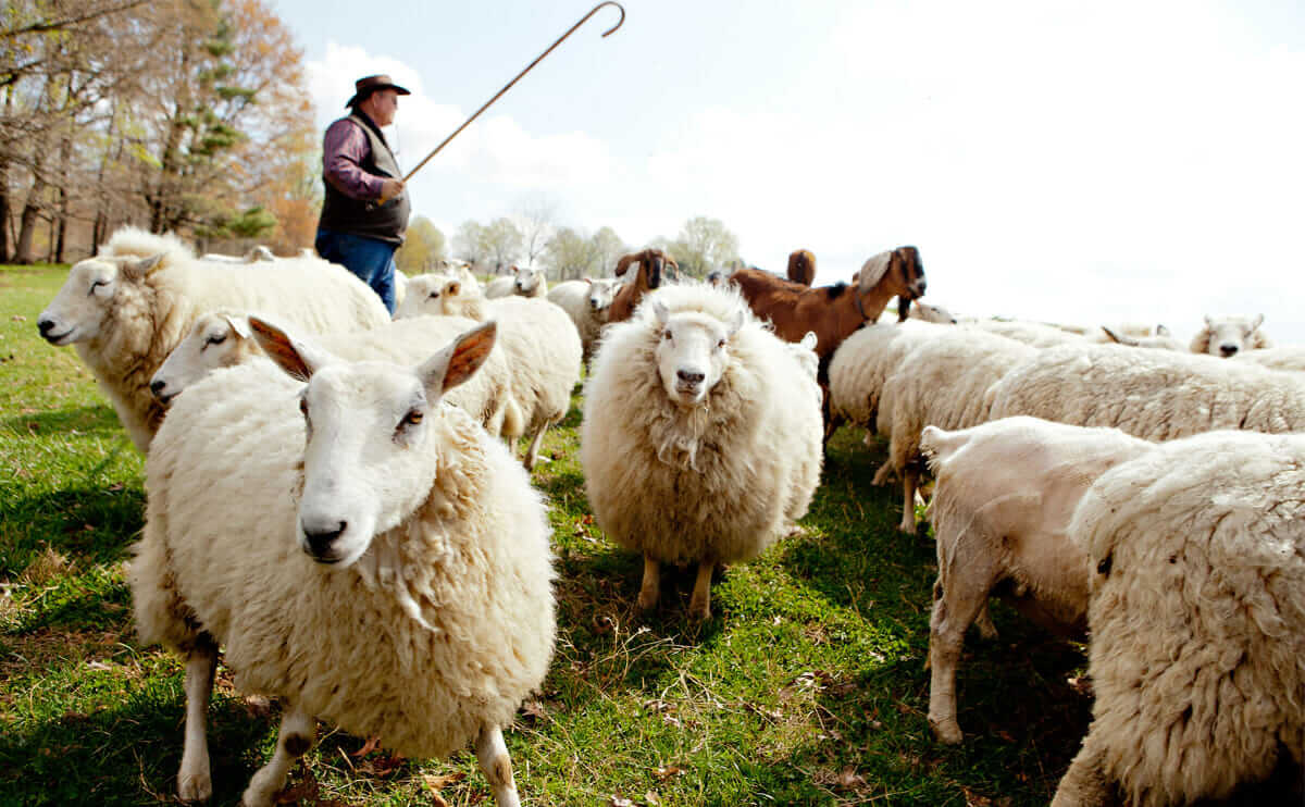 Die Schafe eines Farmers leckten ständig an einem Felsbrocken … Sie werden nicht glauben, was sich darunter befand …