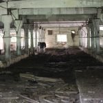 Возле Чернобыля одичавшие коровы обжили заброшенную ферму: фото ➤ Infotime.co